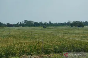 1.104 Hektare Padi Terdampa...