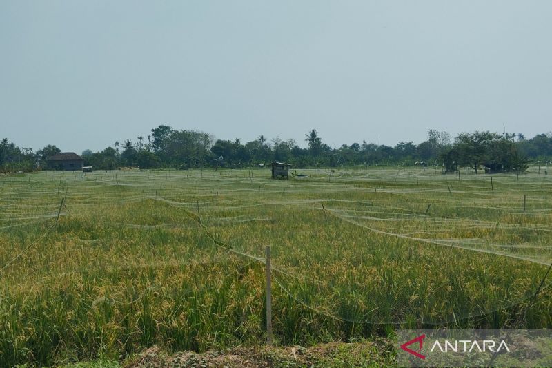 1.104 Hektare Padi Terdampak Kekeringan, 1.084 Hektare di...