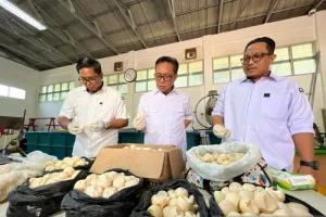 1.190 Telur Penyu di Kalbar Akan Dimusnahkan, Ini Alasannya