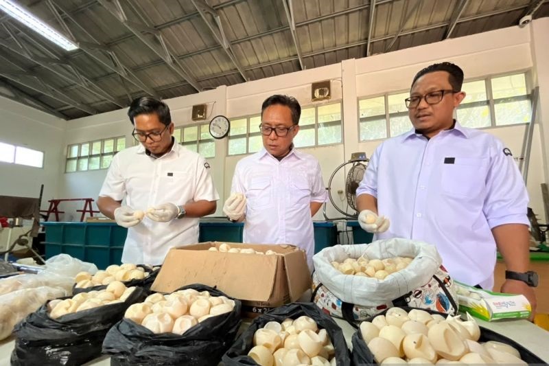 1.190 Telur Penyu di Kalbar Akan Dimusnahkan, Ini Alasannya