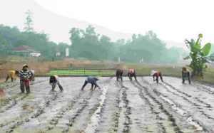Bekasi Mulai Tinggalkan Cara Bertani Konvensional, Teknologi Baru Ditargetkan Dongkrak Panen hingga 10 Ton per Hektare