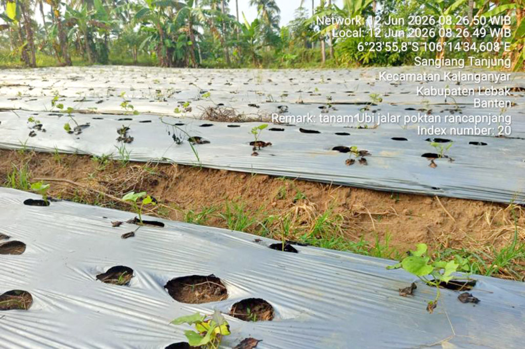 DI Lebak Tanaman Ubi Jalar Bisa Hasilkan Rp50 Juta per Hektare
