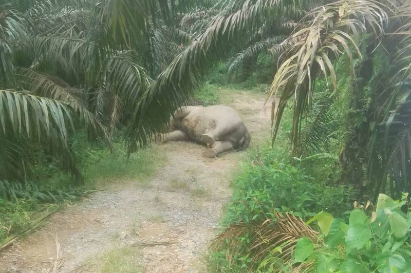 Gajah Sumatera Mati di Kebun Sawit di Aceh, Saatnya Benah...