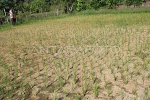 Kemarau Panjang Ancam Kalimantaran Timur, BMKG Peringatkan Warga 