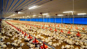 Mengintip Standar Kualitas di Balik Ayam Krispy McD