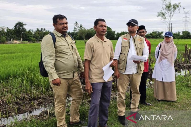 Pemulihan 1.308 Hektare Sawah Aceh Barat Dimulai, Kelompo...