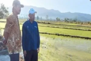 44 Hektare Sawah di Seram Bagian Barat Terapkan Teknologi Pertanian Modern PM-AAS.