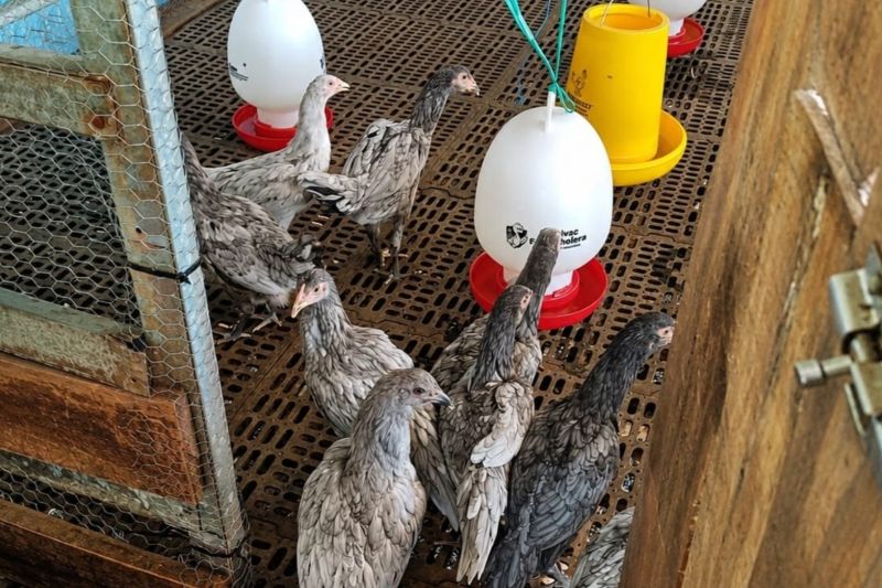 Atasi Ketergantungan Bibit Unggas, Pemprov Jabar Salurkan Mesin Tetas dan Ayam Petelur.