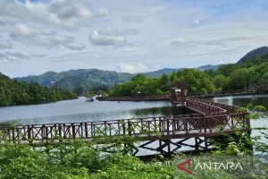 Bukan Tebang Kayu, Papua Do...