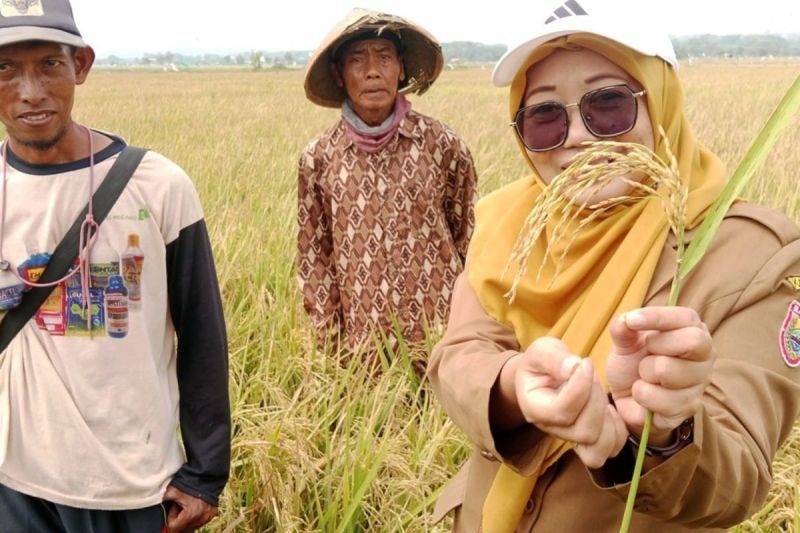 Dukung Swasembada Pangan, Batang Perluas Budi Daya Tanam ...