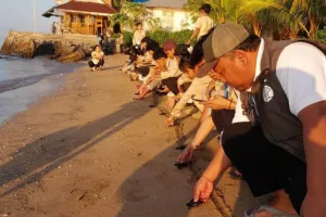 Pelepas Liaran 81 Ekor Tukik Jenis Penyu Hijau