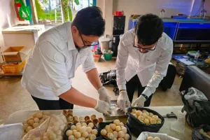 Penanganan 1.286 Telur Penyu di Sambas, Hanya 96 yang Layak Ditetaskan