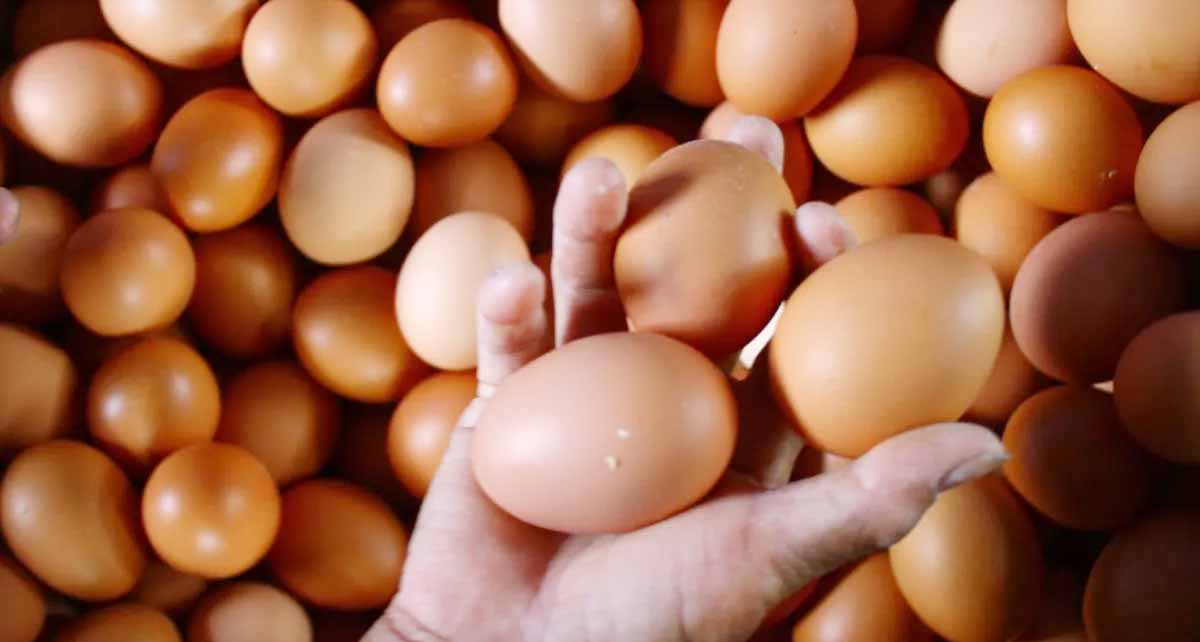 Telur Peternak Lokal Pati Diprioritaskan Terserap SPPG, Harga Sepakat Rp26.000/Kg!