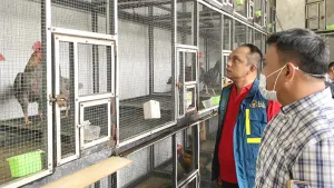 Bea Cukai Langsa Gagalkan P...