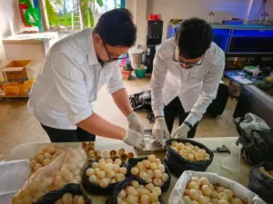 Tim KKP dan Satgas Pamtas Selamatkan 1.286 Telur Penyu dari Perdagangan Ilegal