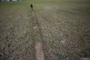 Waspadai Risiko El Nino dan Inflasi Pangan di Semester II-2026