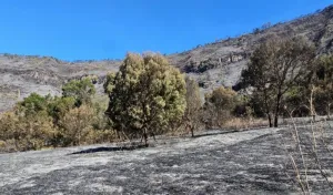 2.056 Wisatawan Ajukan "Refund" Usai Bromo Ditutup Total akibat Kebakaran