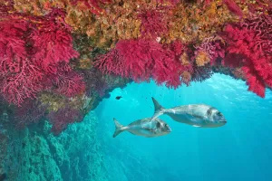Ancaman Ganda, Suhu Laut yang Memanas Bisa Bikin Stok Ikan Menipis dan Ganggu Kesehatan