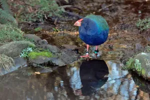 Australia Mulai Suntik Vaksin Flu Burung ke Spesies Rentan