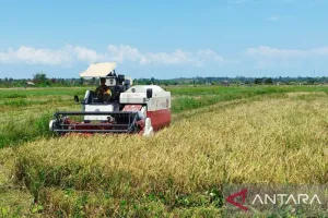 BMKG Imbau Petani Babel Tunda Tanam Padi, Waspada Kemarau Panjang.