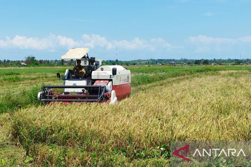 BMKG Imbau Petani Babel Tunda Tanam Padi, Waspada Kemarau...