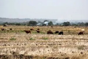 BMKG Ungkap Puncak Kemarau Agustus Melanda 369 Zona Musim