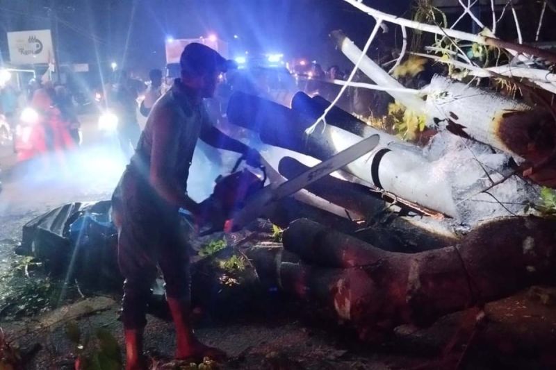 BPBD: Pohon Tumbang Menimpa Tujuh Orang Akibatkan Meninggal Dunia