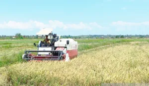 Bukan Cuma Kekeringan, BMKG Peringatkan Petani Babel Jangan Nekat Tanam Padi Tahun Ini!