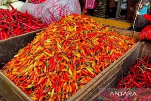 Harga Cabai Rawit Rp61.350/...