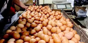 Harga Telur Anjlok Peternak Menjerit! Sejumlah Solusi Disiapkan Kemendag