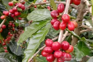 Jaga Pamor Kopi Gayo, Aceh Tengah Pacu Intensifikasi