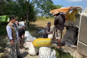 Perum Bulog Singkawang Serap 7.862,97 Ton Gabah Petani 