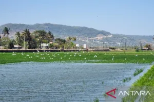 Sawah Terendam Jadi Alarm, Bantul Kebut Tangani 55 Hektare Lahan