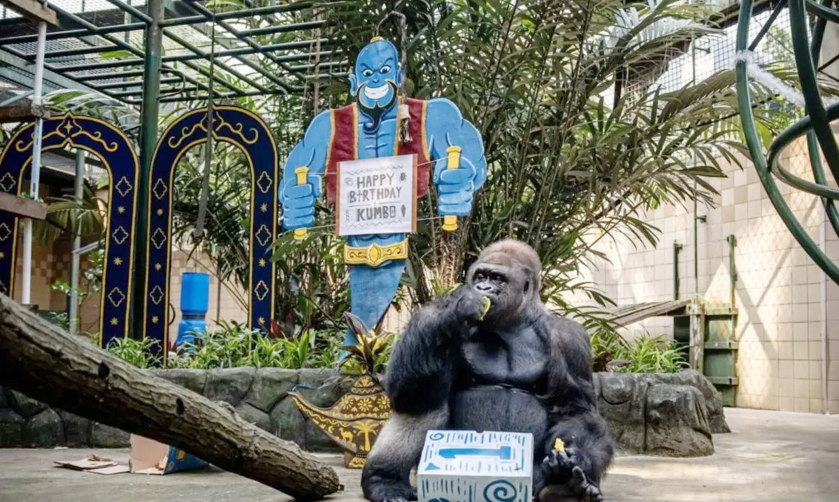 Ayo! Rasakan Sensasi Beri Makan Gorila di Taman Margasatw...