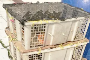 Diselundupkan dalam Keranjang Buah, 98 Burung Ilegal Digagalkan di Pelabuhan Bakauheni!