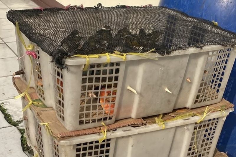 Ditemukan dalam Bagasi Mobil, KSKP Amankan 98 Burung Tanp...