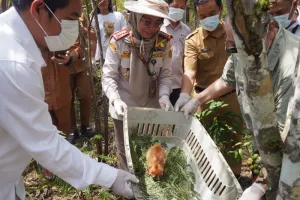 Karantina Babel dan Yayasan Alobi Perkuat Penyelamatan Satwa Liar.