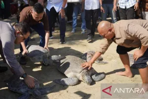 Melepasliarkan Burung dan Penyu untuk Menjaga Ekosistem di Gorontalo