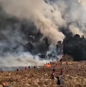 Setelah 1.120 Hektare Terdampak Karhutla Bromo Akhirnya Terkendali