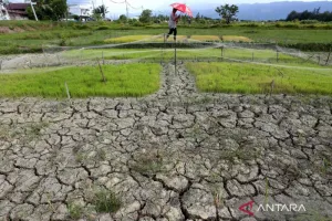 BMKG NTB Prakirakan Kekeringan Ekstrem di Bima Masih Berlanjut hingga Beberapa Pekan ke Depan