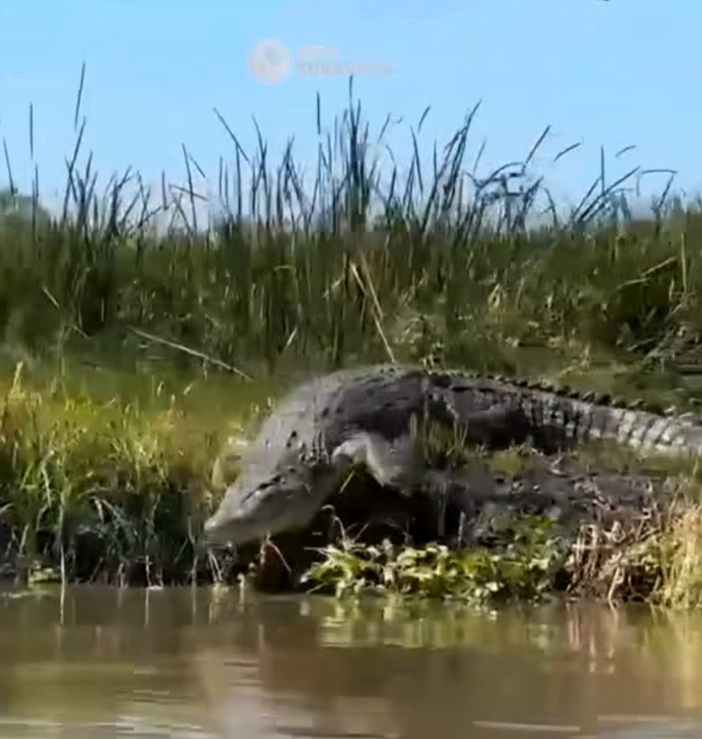 Buaya Raksasa Muncul di Muara Sungai Lingkar Timur Sidoar...