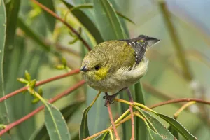 Flu Burung Akhirnya Jebol Benteng Pertahanan Terakhir Tasmania