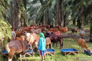 Kalau Sapi Indukan Masih Impor, Seberapa “Swambada” Kita?