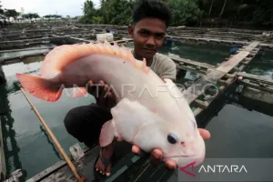Kerapu Sulsel Tak Lagi Main di Pasar Lokal, AS Jadi Ladang Devisa Baru