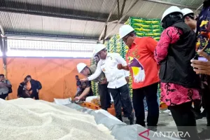 Pemerintah Kabupaten Manokwari Pastikan Mutu Beras Bantuan Pangan Layak Salur  