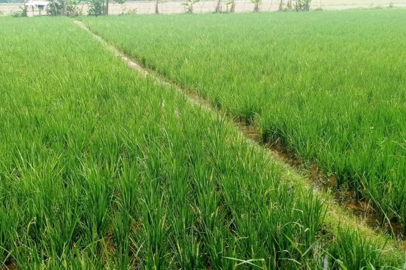 Tak Mau Gagal Panen, Petani Lebak Andalkan Alkon Aliri 2.000 Hektare Sawah