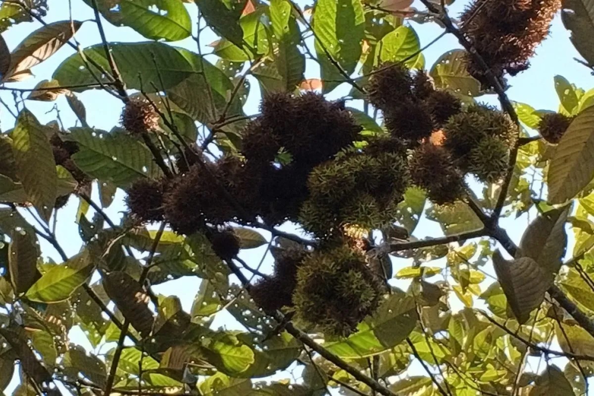 Terancam Punah, Kebun Raya Tua Tunu dan BRIN Teliti Rambu...