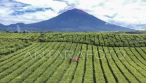 Ratusan Pendaki Bakal Rayakan HUT ke-81 RI di Puncak Gunung Kerinci 