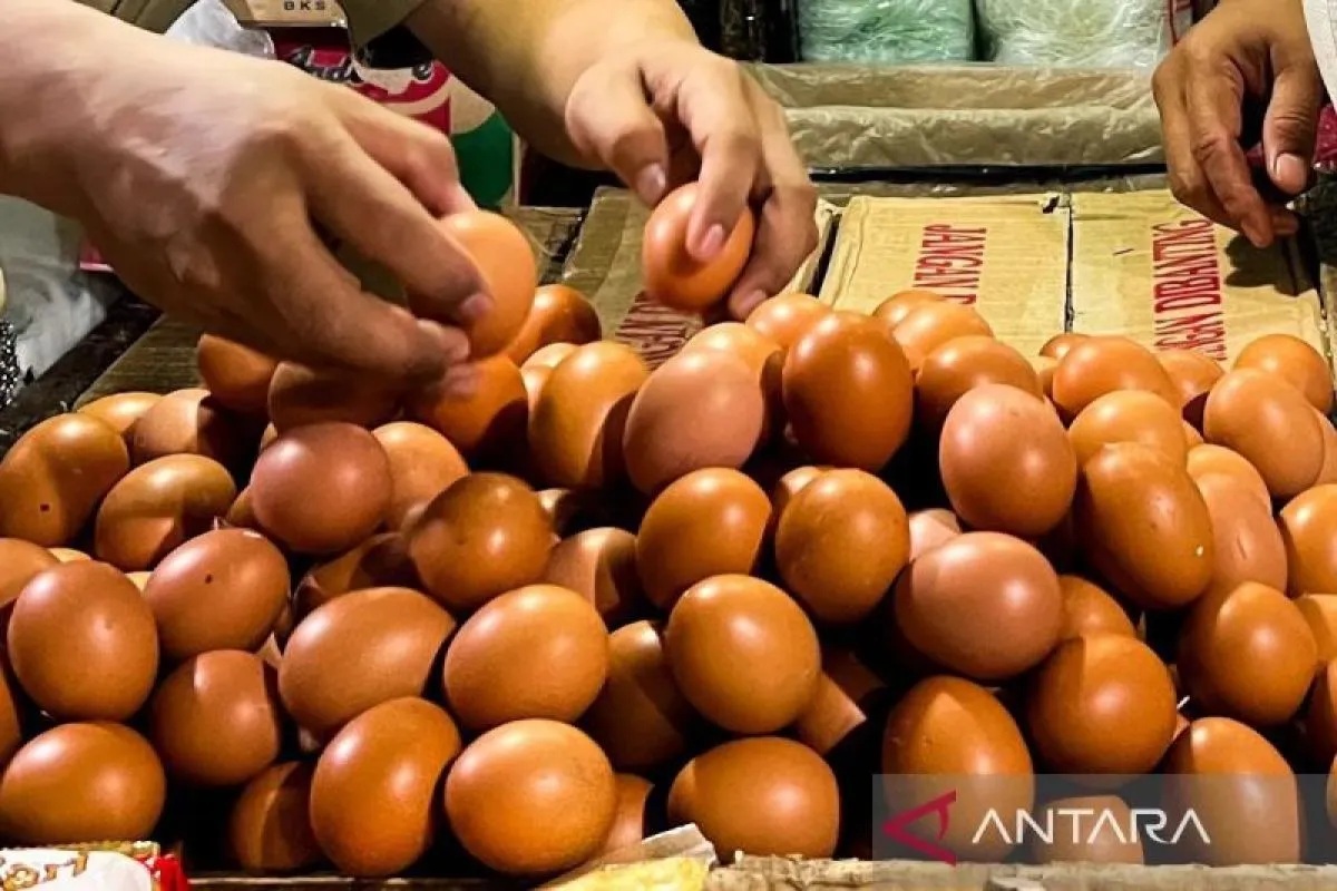 Daftar Harga Pangan Hari Minggu: Telur Ayam Rp29.400/Kg, ...
