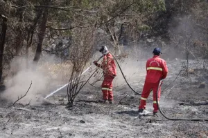 Karhutla Bromo Belum Sepenuhnya Aman, Kemenhut Lakukan Pendinginan dan Penyisiran Bara